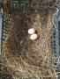 Био яйца от домашни щастливи кокошки в планинско село, снимка 2