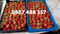 Продавам качествен разсад ягоди , снимка 3