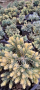 Синя звезда и сабина, снимка 1 - Градински цветя и растения - 44891755