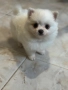 Померан мини , снимка 1