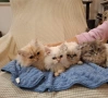 Персийски котенца, снимка 1