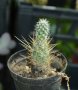 Тефрокактус на Вебер (Tephrocactus weberi), снимка 1 - Стайни растения - 37398867