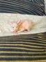 Котенца момичета и момчета канадски сфинкс, снимка 1