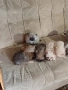 Мини шпиц , снимка 9