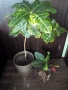 Планински кротон, височина 45-100см./цени в описанието , снимка 6