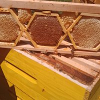 Пчелен мед,пити с мед   - реколта 2023, снимка 13 - Пчелни продукти - 18858767