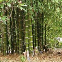 100 броя бамбукови семена от декоративен бамбук Moso Bamboo зелен МОСО БАМБО за декорация и украса b, снимка 13 - Сортови семена и луковици - 37711514
