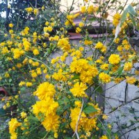 Декоративен храст жълта Керия японика, снимка 6 - Градински цветя и растения - 32839999
