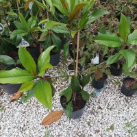Вечно зелена студоустоичивa Магнолия Грандифлора, снимка 8 - Градински цветя и растения - 28528443