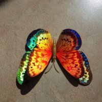 3D пеперуди за декорация с двойни крила СВЕТЕЩИ, снимка 15 - Декорация за дома - 25424987