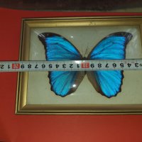 Пеперуда в рамка N2, снимка 5 - Антикварни и старинни предмети - 42977275