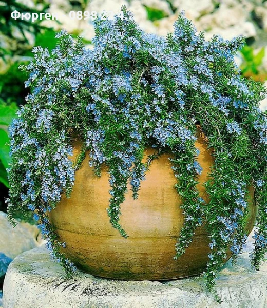 Розмарин Каскаден - Rosmarinus officinalis prostrata, снимка 1