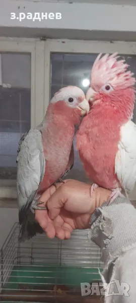 Ръчно хранени розави какадута, снимка 1