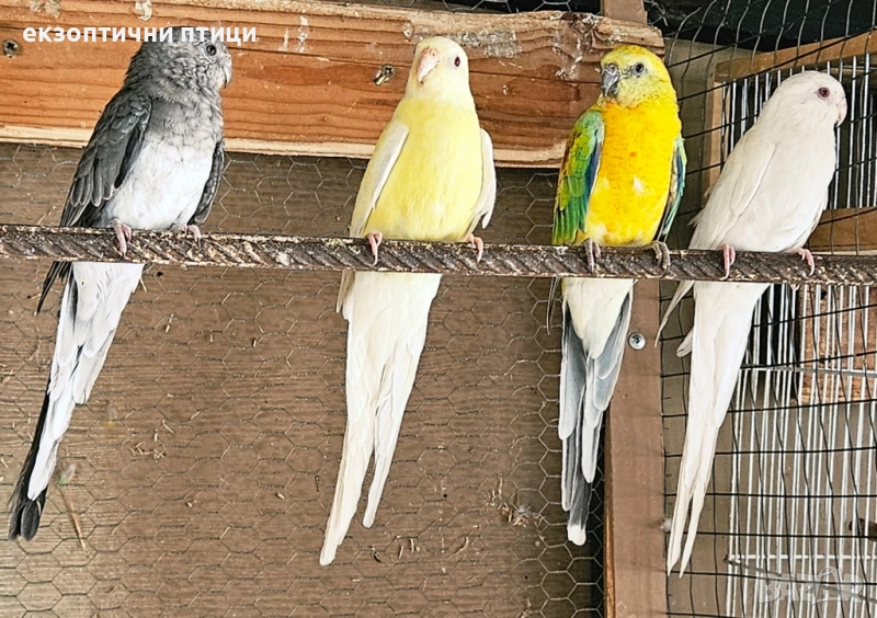 Продавам Пойни Папагали , снимка 1