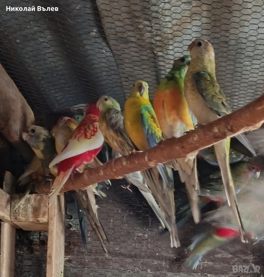 Пойни, снимка 1