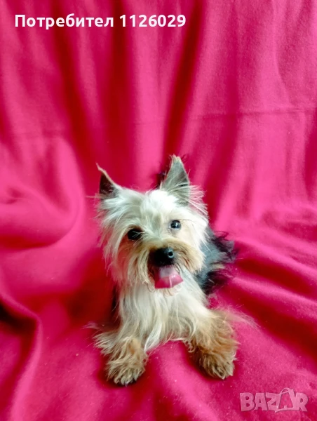Мини йоркширски териер на 9 месеца , снимка 1