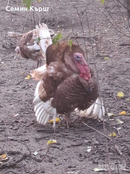 Пуйки Ред Бърбън, снимка 1