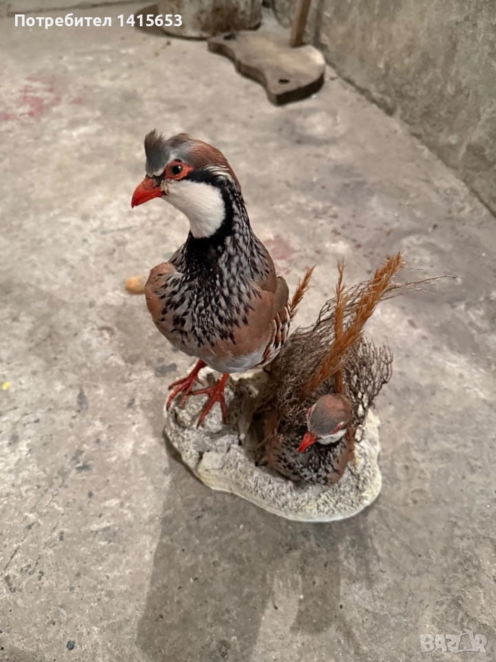 Продавам препариран кеклик, снимка 1