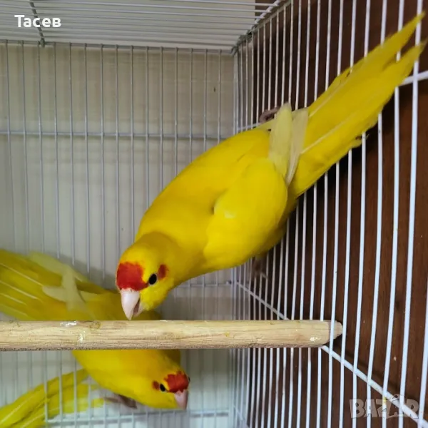 Какарики, снимка 1