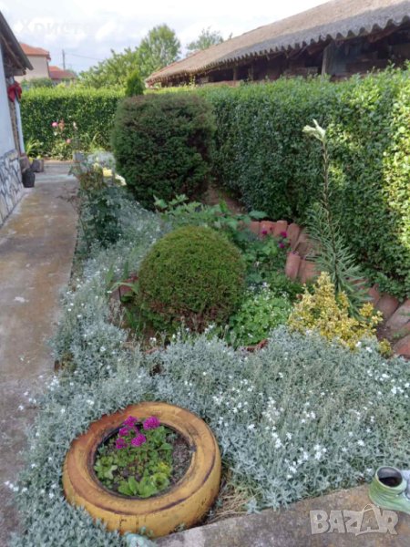 Лигуструм , снимка 1