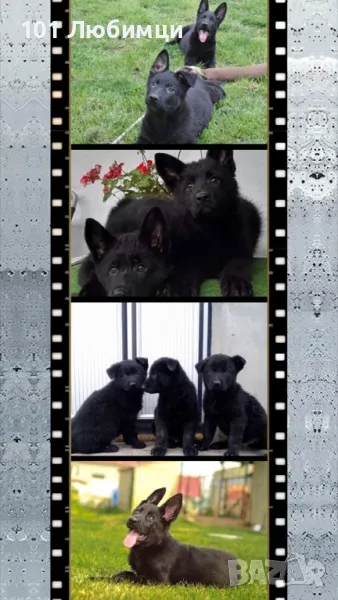 Черна овчарка с родословие, снимка 1