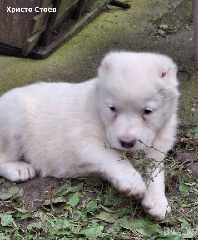 Три женски, снимка 1