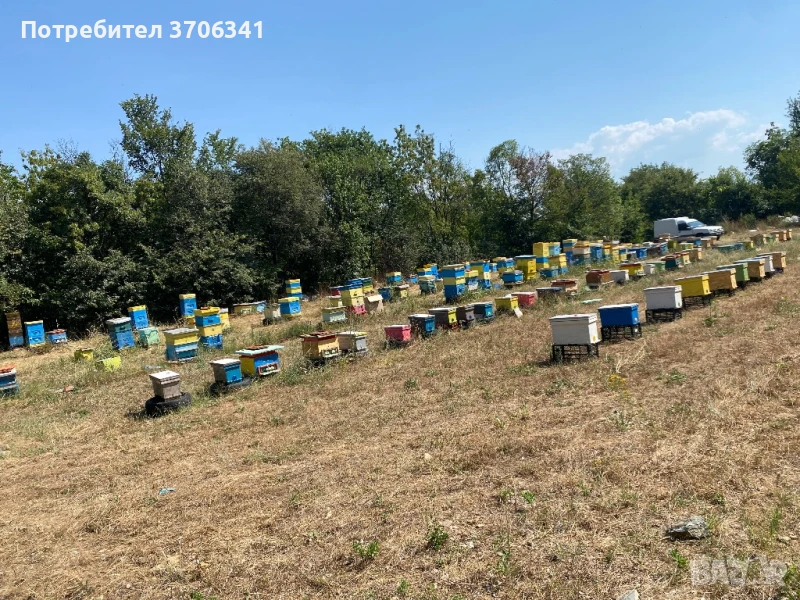 Малки пчелни семейства LR, снимка 1