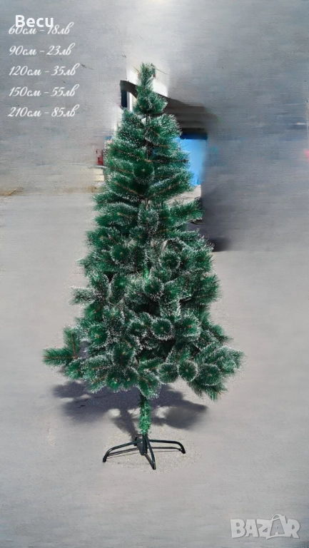 Елхи,зелени.бели,с шишарки, снимка 1