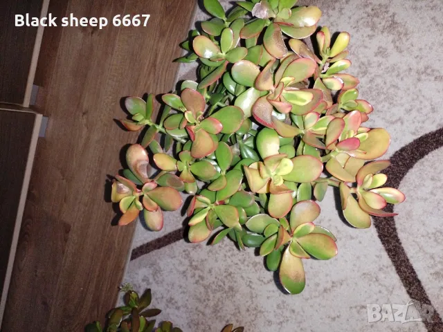 красула-дървото на живота , столетник, снимка 2 - Стайни растения - 48165306