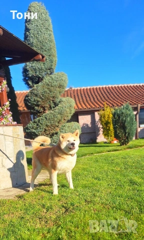 Акита Ину Японска 