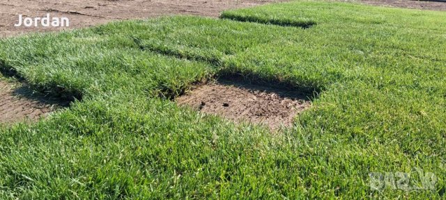 Райграс - тревни чимове. Изгодни цени., снимка 8 - Градински цветя и растения - 33130134