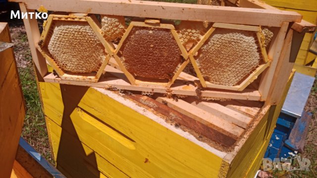 Пчелен мед,пити с мед   - реколта 2023, снимка 13 - Пчелни продукти - 18858767
