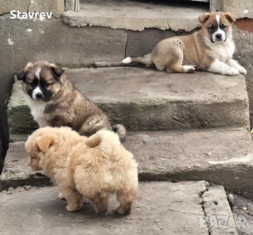 Кученца, снимка 2 - Други - 52561457