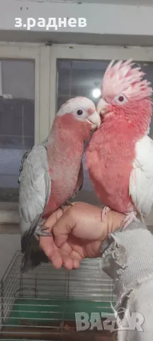 Ръчно хранени розави какадута