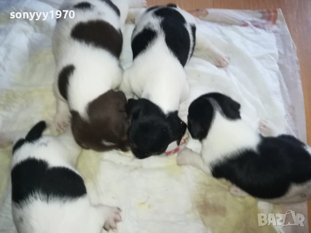 ПРОДАВАМЕ КУТРЕТА-ДЖАК РЪСЕЛ 250ЛВ ЗА 1БР 0309251809, снимка 14 - Джак ръсел териер - 51595617