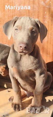 Продавам родословни добермани , снимка 15 - Доберман - 52585726