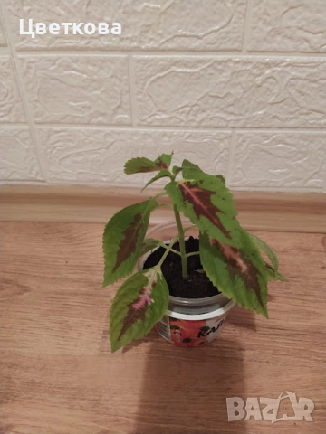 8 стайни растения +  подарък, снимка 5 - Стайни растения - 52581659