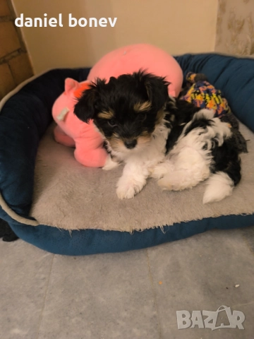 Момченце Йорки Бивър, снимка 1