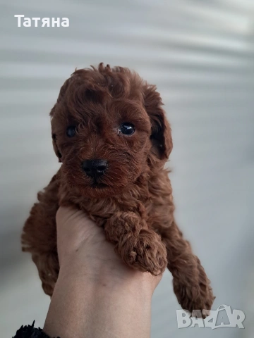 Той Пуделчета, снимка 4 - Пудели - 52364468