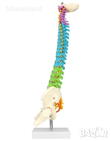 Гъвкав модел на човешки гръбнак с анатомични гръбначни нерви за студенти по медицина и преподаватели, снимка 2 - Медицинска апаратура - 52768595