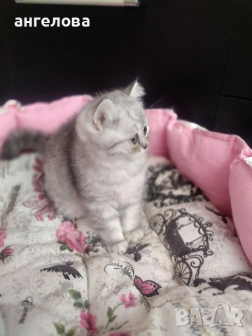 Сребърна чинчила , снимка 7 - Британска късокосместа - 53581047