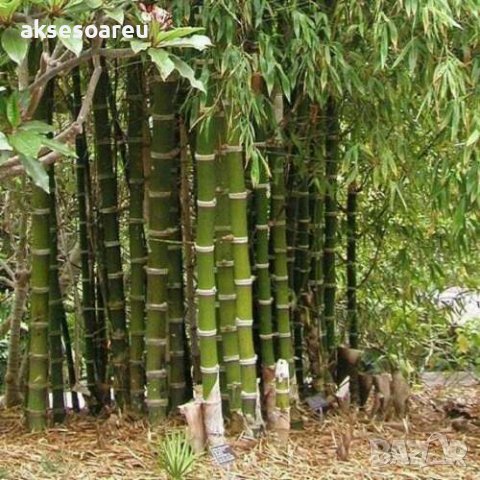 100 броя бамбукови семена от декоративен бамбук Moso Bamboo зелен МОСО БАМБО за декорация и украса b, снимка 13 - Сортови семена и луковици - 37711514