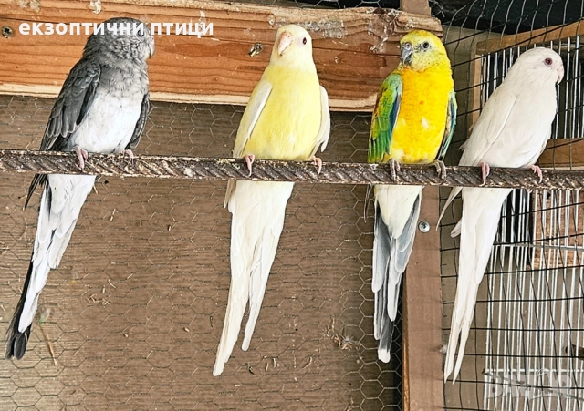 Продавам Пойни Папагали , снимка 1