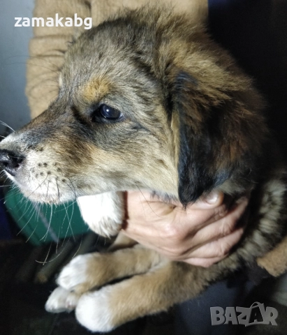 Подаряваме кученца бездомничета пухени бобчета, снимка 4 - Други - 52430271