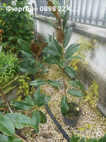 Магнолия Грандифлора  “Magnolia Grandiflora”, снимка 6 - Разсади - 35664284