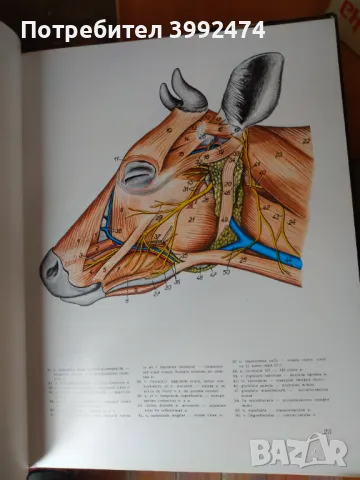 Атлас по топографска анатомия на селскостопанските животни, 3 тома, снимка 3 - Специализирана литература - 49711453