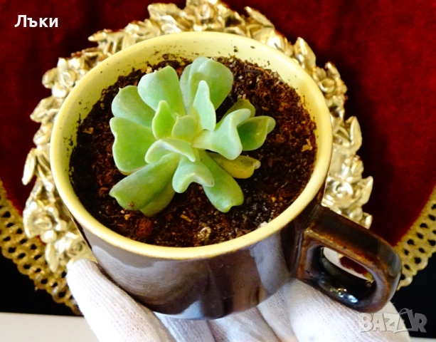 Сукулент Echeveria runionii Topsy Turvy в чаша . , снимка 3 - Стайни растения - 52674618