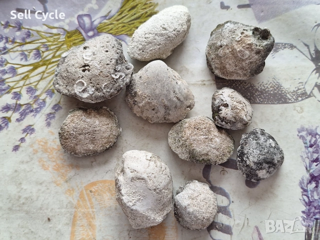 ✅ФОСИЛИ НА МИДИ - ПРОВАДИЯ❗