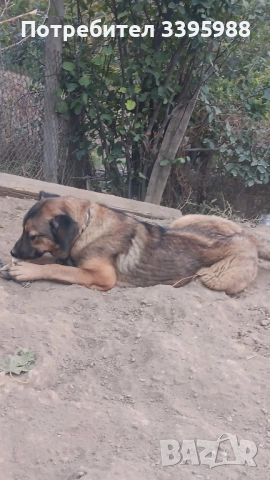 Подаряваме куче, снимка 3 - Изгубени/намерени - 52381561