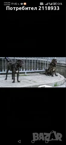 неаполитански мастиф - два броя , снимка 7 - Мастиф - 49962789